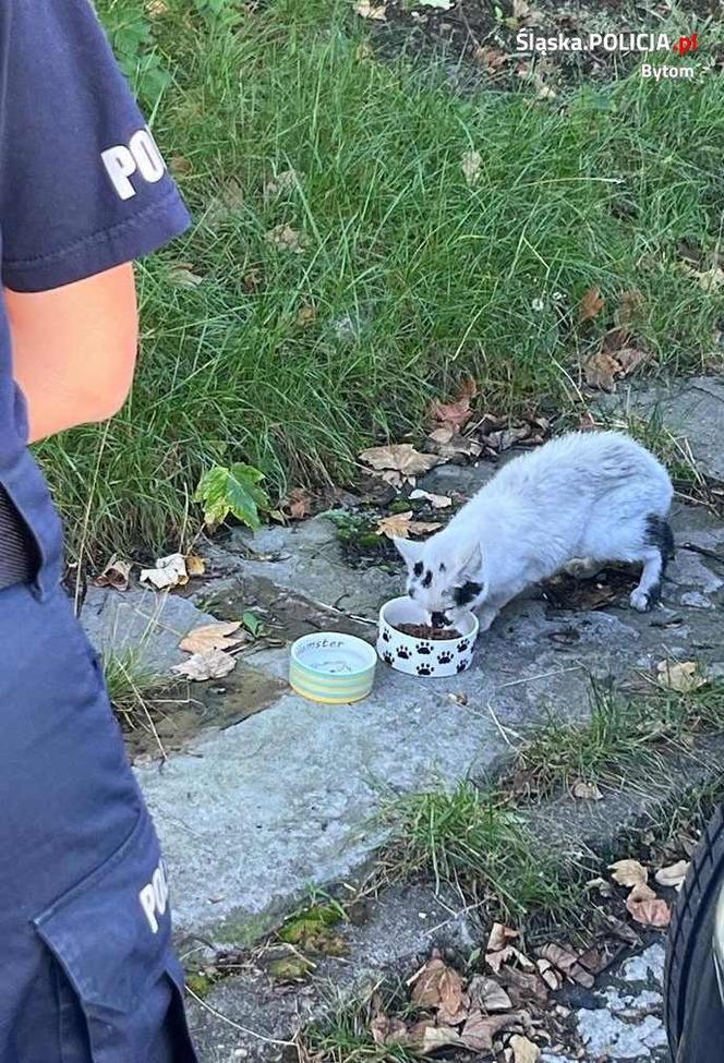 Policjanci z Bytomia uratowali kotka. Mania znalazła nowy dom 