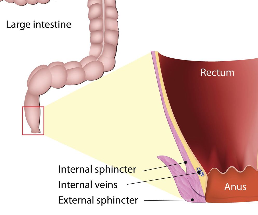 Odbyt (łac.  anus ) to otwór, znajdujący się na końcu przewodu pokarmowego. Jak zbudowany jest odbyt i jakie pełni funkcje? Jakie są choroby odbytu?