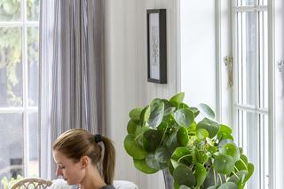 Pilea peperomioides, czyli kwiat pieniążek