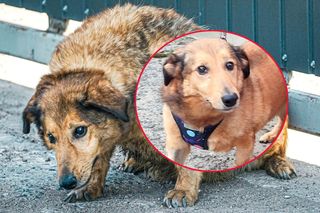 Wzruszający wpis o 15-letnim Pimpusiu! Tak potraktowała go kochająca rodzina [AKTUALIZACJA]