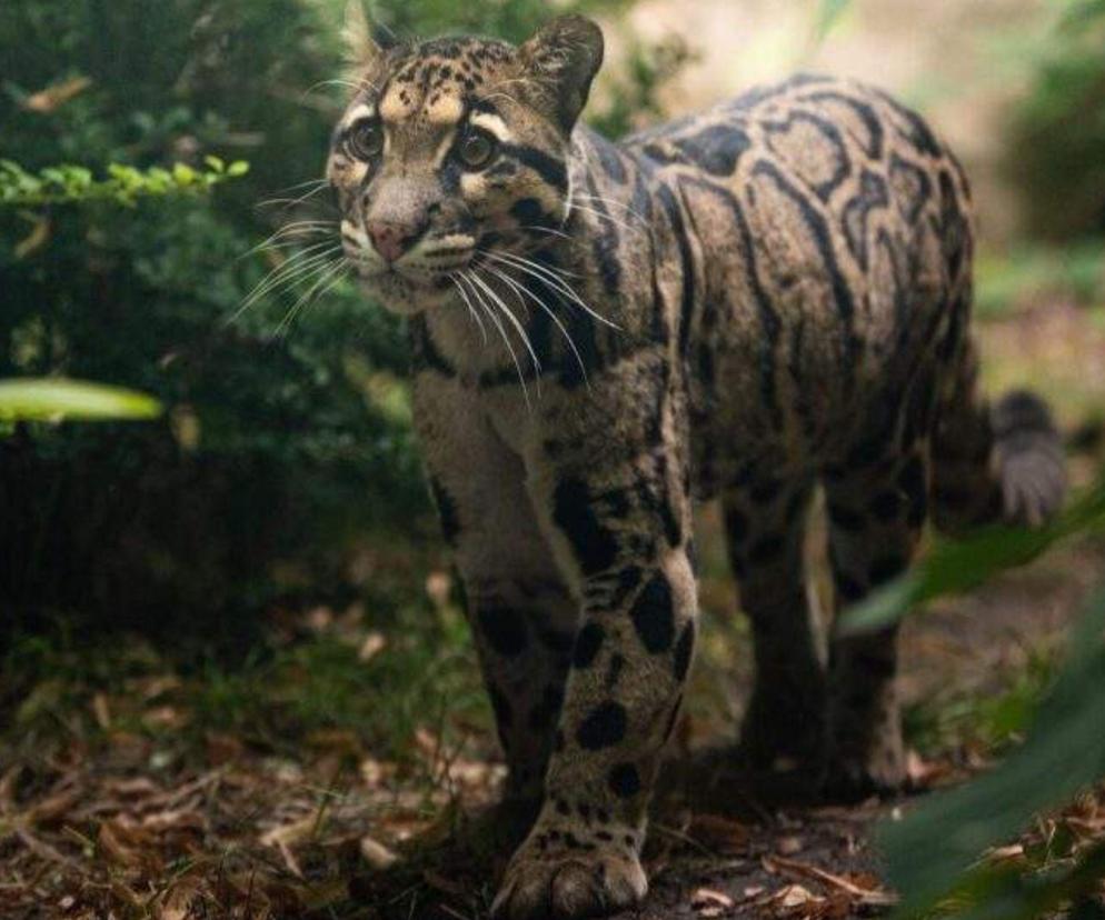 Jak miauczą pantery mgliste w zoo we Wrocławiu? To nagranie wzruszy każdego