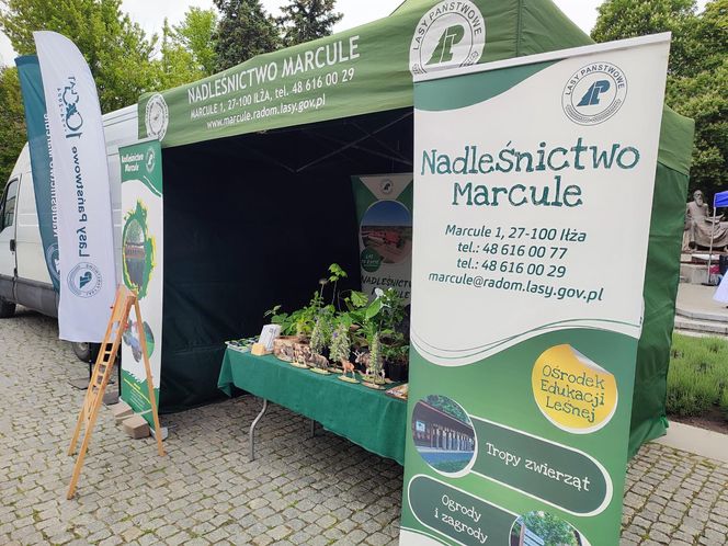 Nadleśnictwo Marcule blisko świętokrzyskiego