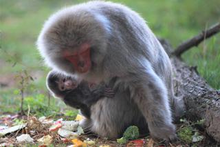 Cud narodzin w ZOO Leśne Zacisze! Na świat przyszła mała małpka