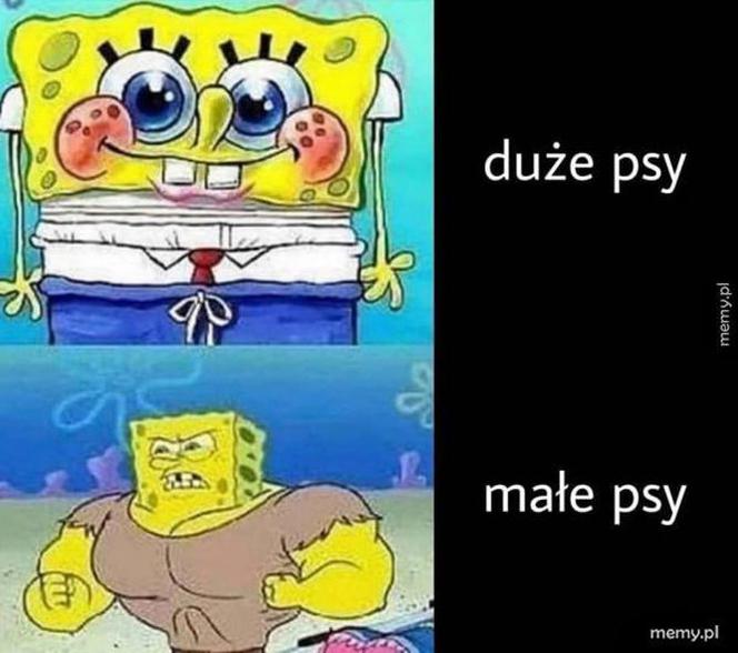 Dzień Psa 2026. Te memy pisało samo życie!