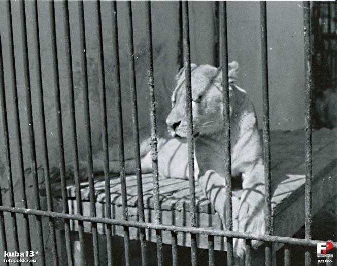 Zoo w Zamościu na starych zdjęciach
