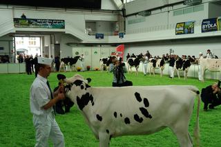 28 Krajowa Wystawa Zwierząt Hodowlanych