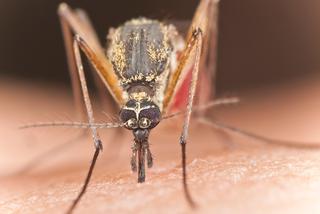 Dirofilarioza - choroba przenoszona przez komary