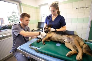 Pies Szymek z ciężkimi obrażeniami trafił do Fundacji ADA [GALERIA]