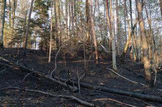 Dzień Ziemi 2020 pod znakiem pożarów lasów. W Bukowcu ktoś zaprószył ogień