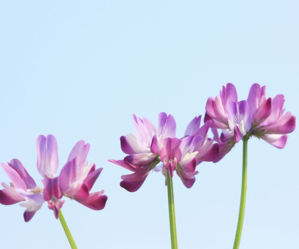 Traganek - właściwości lecznicze herbaty z traganka