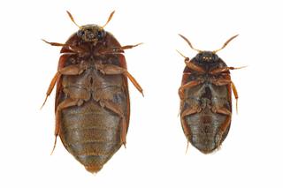 Atak afrykańskich chrząszczy w Warszawie! Są gorsze od moli, uważajcie na ubrania