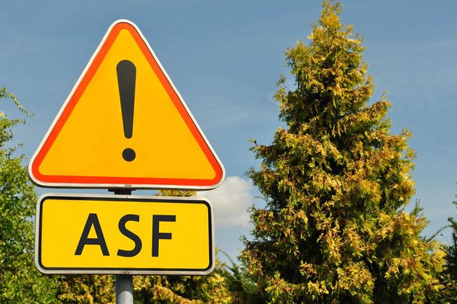ASF znowu daje o sobie znać