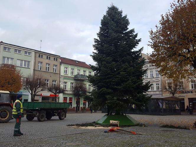 ​Leszno szykuje się na święta. Na rynku przy ratuszu stanęła choinka