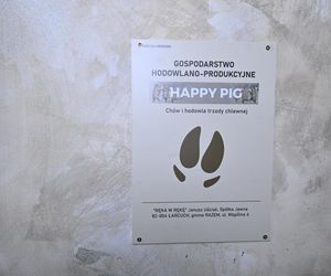 Reporterzy Super Expressu zamienili się w świnie. To pierwsze takie miejsce w Polsce. Nietypowy escape room w Warszawie