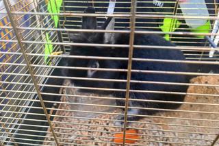 Puchate maleństwo konało z zimna na śmietniku. Wstrząsające