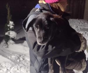 Bity pies porzucony przez właściciela. „Leżał zwinięty w kulkę w śniegu”