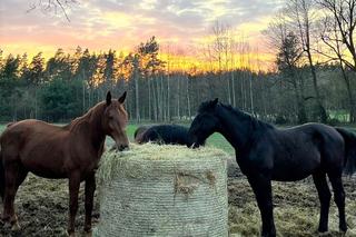 Oświęcim: właściciel konia zgotował mu piekło. Był okaleczany, bity batem i głodzony