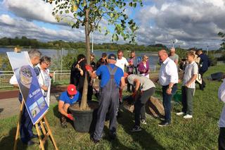 Lewica sadzi drzewa w Grudziądzu