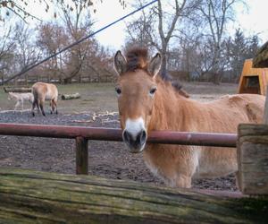 Klaczka konia Przewalskiego z matką Pimą w warszawskim ZOO