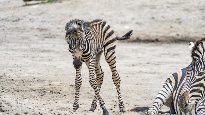 Zebra Chapmana