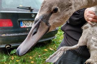   Leśnicy uratowali chorą łabędzicę. Lot uniemożliwiło jej anielskie skrzydło [FOTO]