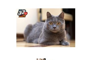 Najdziwniejsze aukcje Wielkiej Orkiestry Świątecznej Pomocy