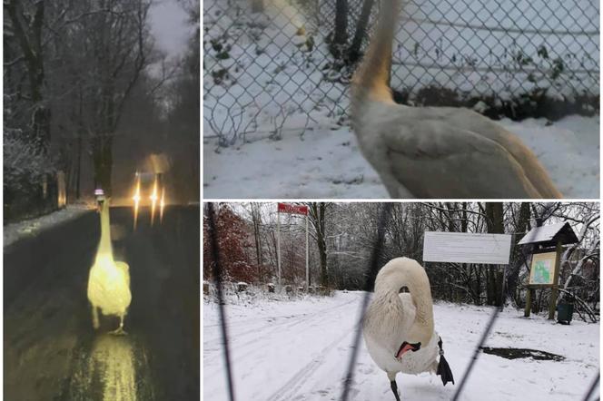 Łabędź GWIAZDĄ Strzeszyna! Kierowcy, uważajcie na ptaka-podróżnika!