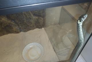 Wąż wślizgnął się do mieszkania w Bydgoszczy! Przerażony mężczyzna wezwała pomoc