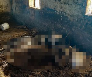 Horror koło Ostródy. Zwierzęta konały bez światła, wody i jedzenia