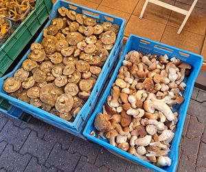 Ceny grzybów na Nowym i Starym Kleparzu w Krakowie