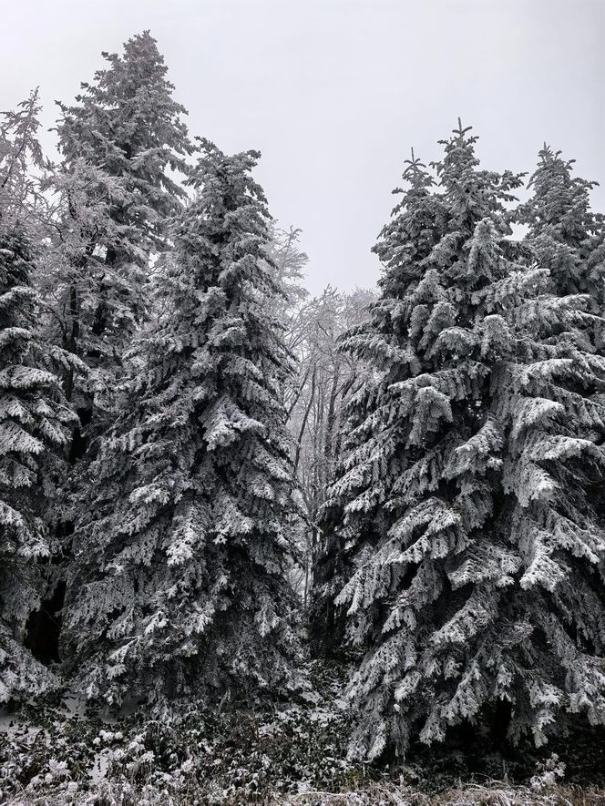 Pierwszy śnieg w Bieszczadach