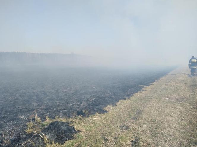 OSP w Kotuniu pożar w gminie Kotuń