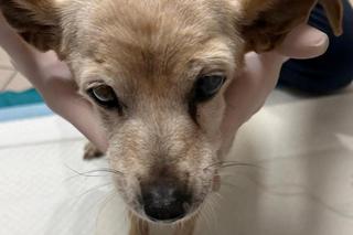 Oblał babunię wrzącą oliwą. Jej historia nas zmroziła. „Pomóżcie nam ją uratować”