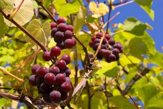 Winogrona z ogrodu. Jakie odmiany winorośli wybrać. Gdzie i jak sadzić winorośl