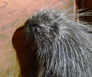 Baby boom w poznańskim zoo! Na świat przyszedł urson