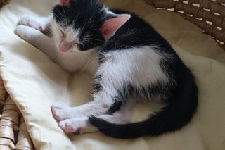 Tramwajowe koty szukają domu. Fabryka Mruczenia, mały Duńczyk i spółka polecają się do adopcji.