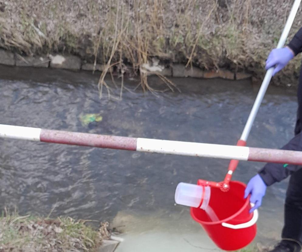 Śnięte ryby i zanieczyszczenie Silnicy w Kielcach. Inspektorzy badają próbki wody i ścieków
