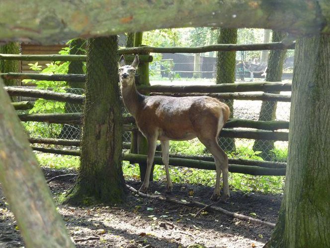 ZOO w Nowym Tomyślu