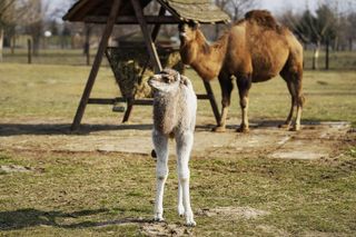 W Zoo Borysew urodziła się mała wielbłądzica