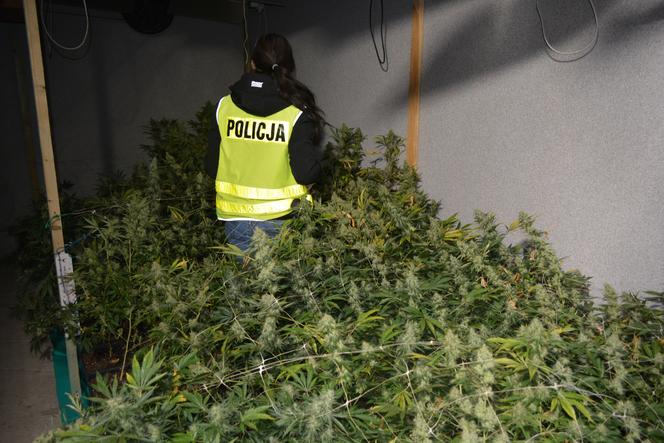 Plantacja marihuany w Kochłowach zlikwidowana - policja zabezpieczyła ponad 300 roślin i amfetaminę 