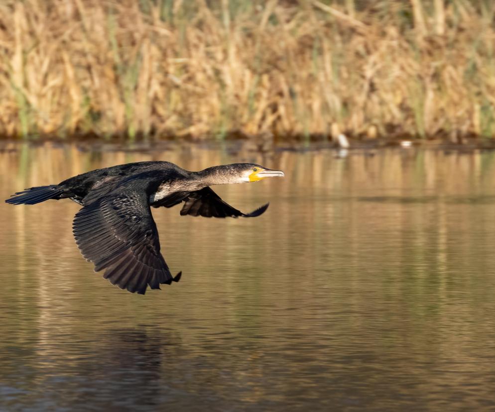 Masakra kormoranów na Jeziorze Tonowskim! Kilkaset ptaków nie żyje [ZDJĘCIA]
