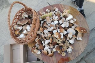 Wysyp grzybów w woj. lubelskim - sierpień 2025