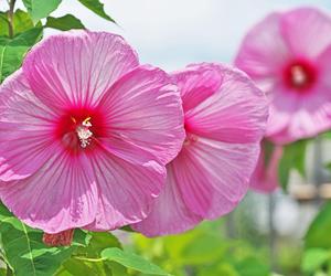 Hibiskus bagienny