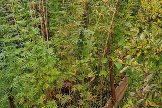 Marihuana w przydomowym ogródku