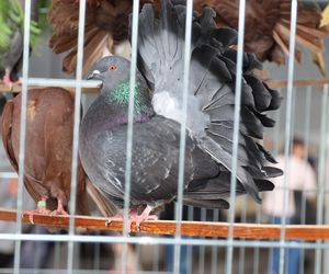 ZooPark ponownie przyciągnął do Targów Lublin tłumy miłośników zwierząt