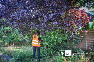 Drzewa do przesadzenia na północy Szczecina