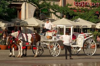 Konie znikną z centrum Krakowa. Będzie też zakaz przejazdu dorożek przez Rynek Główny