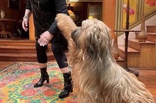 Magda gessler i pies Gucio