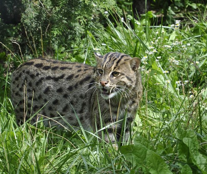 Taraje z Ogrodu Zoobotanicznego w Toruniu