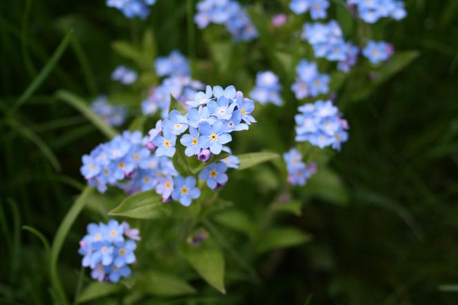 Niezapominajka leśna - Myosotis sylvatica